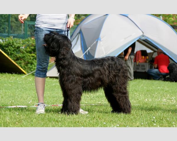 Babies Moonlight Black Bear 1/2 Jahr